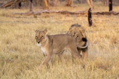 Vahşi doğada dişi aslan.