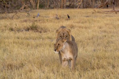 Afrika 'daki Kruger Park' taki aslanlar