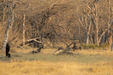 Doğanın güzel manzarası