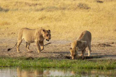 Çimenlerde yürüyen zebra sürüsü.