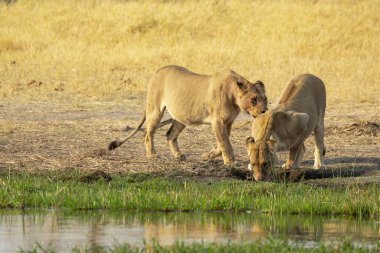 Genç beyaz aslan Kruger Ulusal Parkı, Güney Afrika