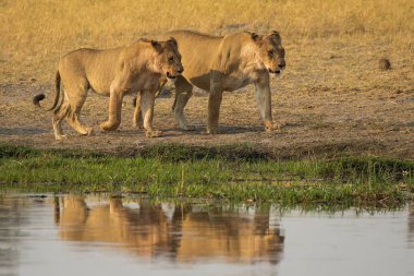 Aslan ve dişi aslan Chobe Park, Botswana 'daki su birikintisinde. yüksek kaliteli fotoğraf