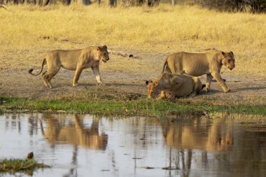 Savannah dişi aslan