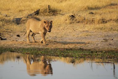Savanada yürüyen genç bir aslanın güzel bir fotoğrafı.