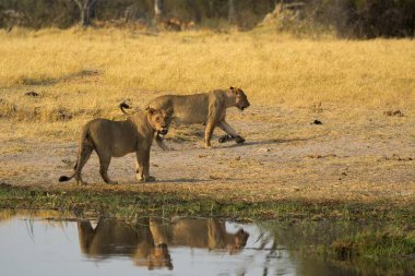 Kenya savanındaki aslan