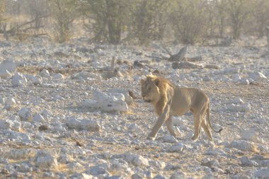 Afrika beyaz aslanı Kruger parkında, Güney Afrika