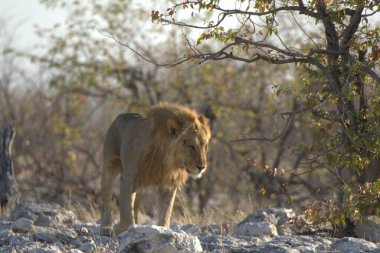 Etoşa Milli Parkı 'ndaki aslan.