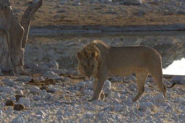 Namibya 'daki Etoşa Milli Parkı' nda beyaz aslan.