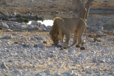 Savanadaki genç bir aslanın güzel bir görüntüsü.