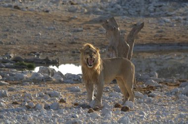 Etoşa, namibya 'da beyaz bir aslan.