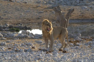 Hayvanat bahçesinde güneş ışığının altında bir aslanın yakın çekimi - bulanık bir arkaplan