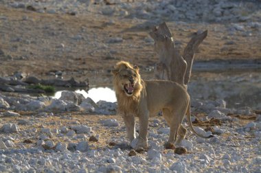 Aslan vahşi, büyük hayvan, hayvan