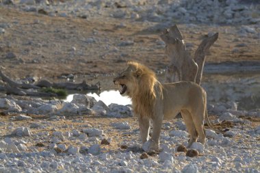 Aslan kuru çimenlerde yürüyor.
