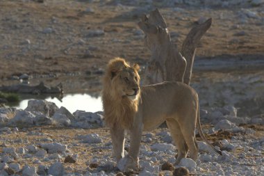 Etoşa Milli Parkı, Namibya 'da aslan (panthera leo)