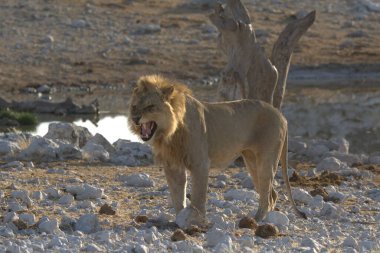 Hayvanat bahçesindeki aslan