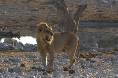 Afrika aslanı Kruger National park, Güney Afrika