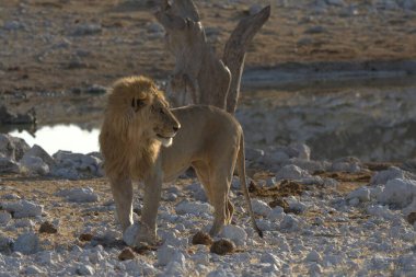 Namibya bozkırında bir aslan