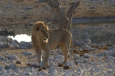 Etoşa Ulusal Parkı, Namibya 'da aslan
