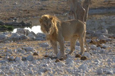 Namibya 'daki Etosha Milli Parkı' nda Aslan