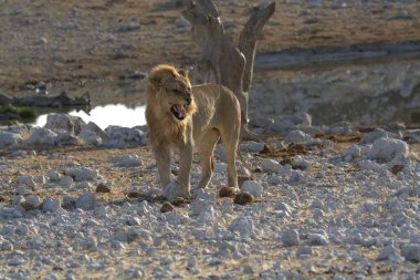 Vahşi doğadaki aslan.