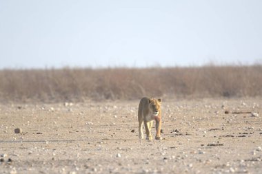 Dişi aslan, Panthera Leo, yetişkin, çölde kuru çimlerde duruyor..