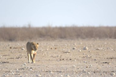 Afrika 'nın bozkırındaki aslan