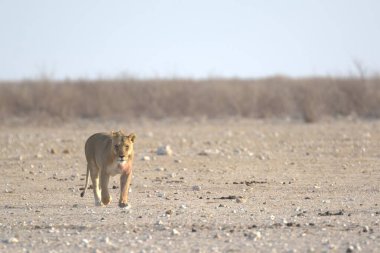 Genç aslan (panthera leo )