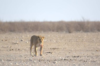 Vahşi Afrika aslanı Afrika savanasında yürüyor.