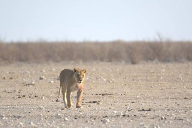 Namibya 'daki Etoşa Milli Parkı' nda bir aslan