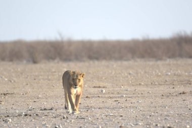 Afrika 'da Namibya aslanı