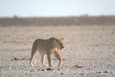 Beyaz aslan kuru çimenlerde yürüyor.