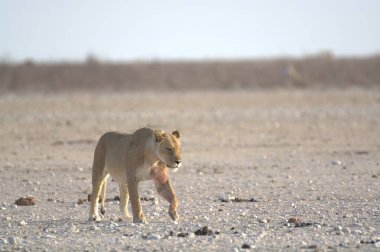 Beyaz bir aslan çölde yürüyor.