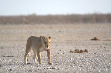 Namibya 'daki Etoşa Milli Parkı' nda güzel bir aslan.