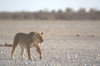 Beyaz aslan Etoşa Ulusal Parkı 'nda yürüyor.