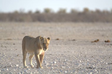 Etoşa Ulusal Parkı, Namibya 'da aslan