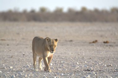 Namibya 'daki Etoşa Milli Parkı' nda aslan.