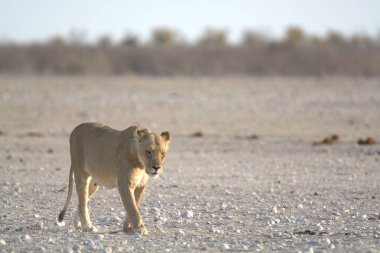 Etoşa Ulusal Parkı, Namibya 'da beyaz aslan.