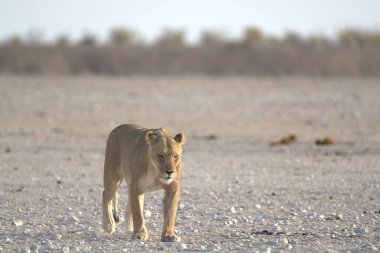 Namibya 'daki Etoşa Ulusal Parkı' nda yürüyen beyaz aslan.