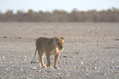 Namibya 'daki Etosha Milli Parkı' nda Aslan