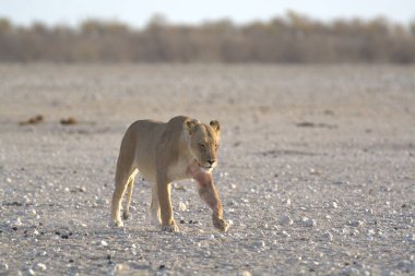 Bir aslan savanda yürür.