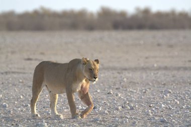 Bir aslan çölde yürür.