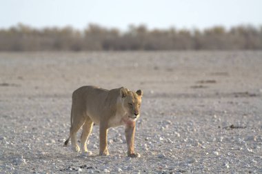 Namibya 'daki Etoşa Ulusal Parkı' nda bir aslan.