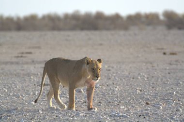 Afrika aslanı, panthera leo, suda bekar erkek, etosha, namibya, ağustos 2019