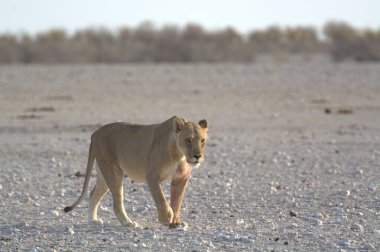 Etoşa Milli Parkı, Namibya 'da aslan.