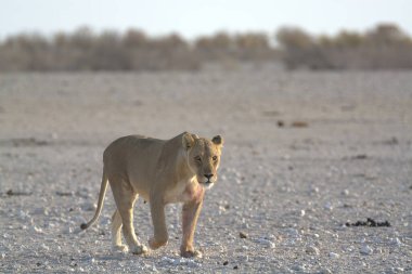 Etoşa Milli Parkı, Namibya 'daki güzel vahşi aslan.