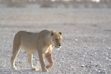Beyaz vahşi kedi vahşi doğada