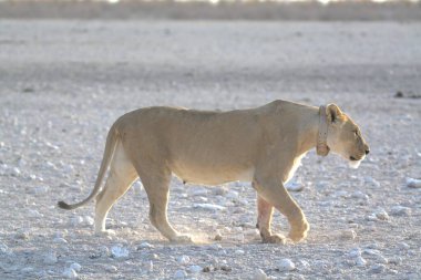 Beyaz bir aslan çölde yürüyor.