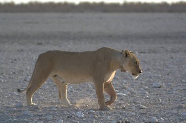 Aslan (panthera leo) Etoşa, namibya, Afrika 'da yürüyor