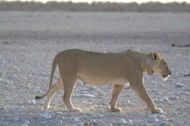 Etoşa Ulusal Parkı 'nda beyaz bir aslan