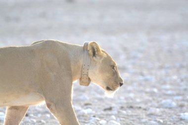 Namibya 'da beyaz aslan